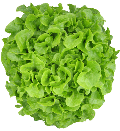 Lettuce 'Salad Bowl Green'