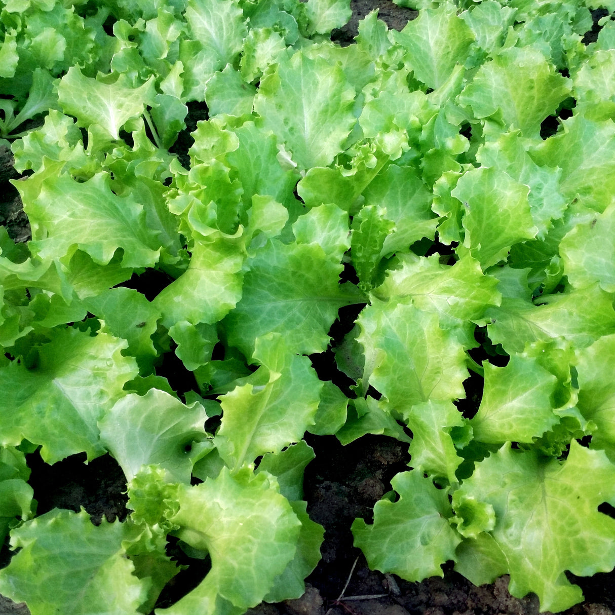 Lettuce 'Crisp Mint'