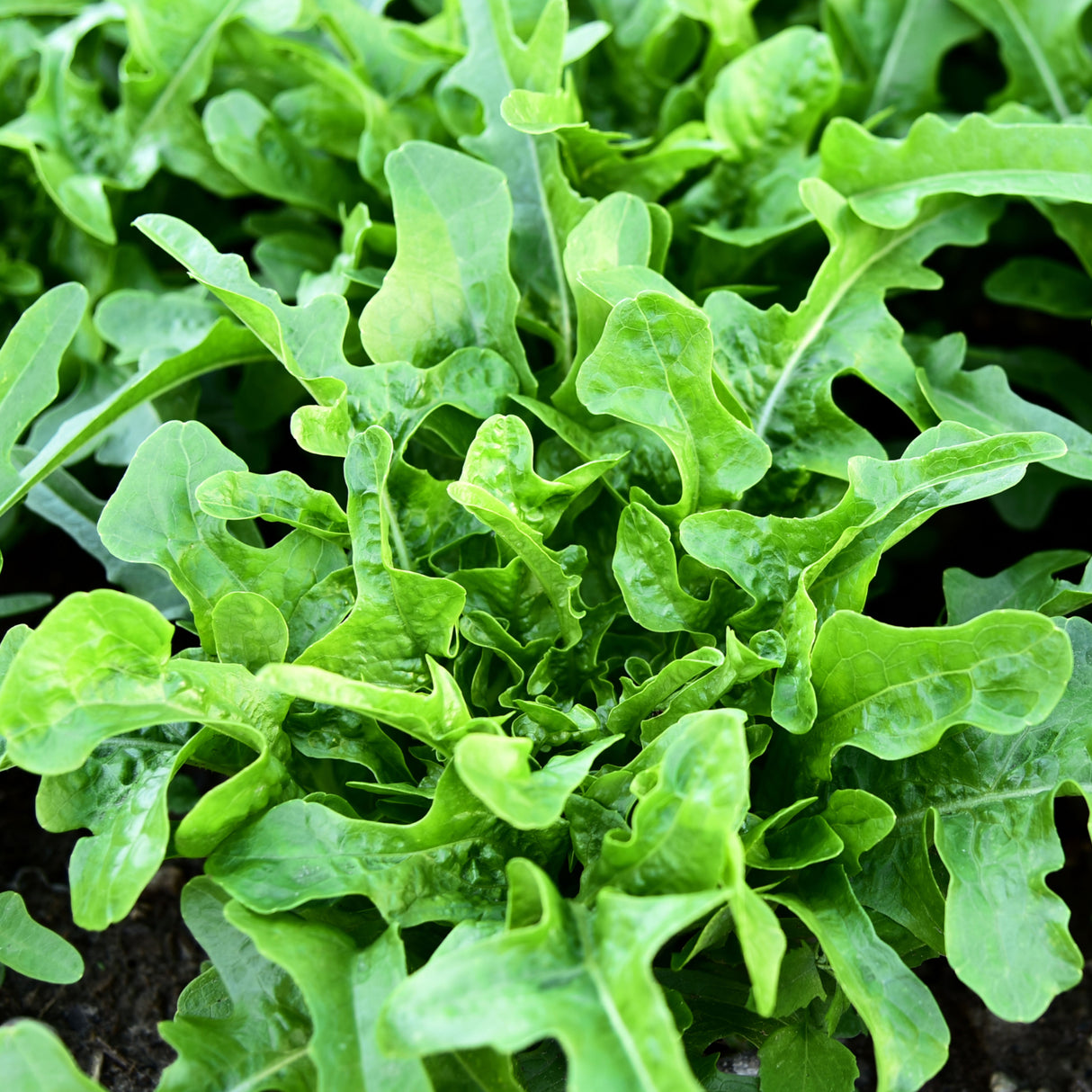 Lettuce 'Oakleaf Green'
