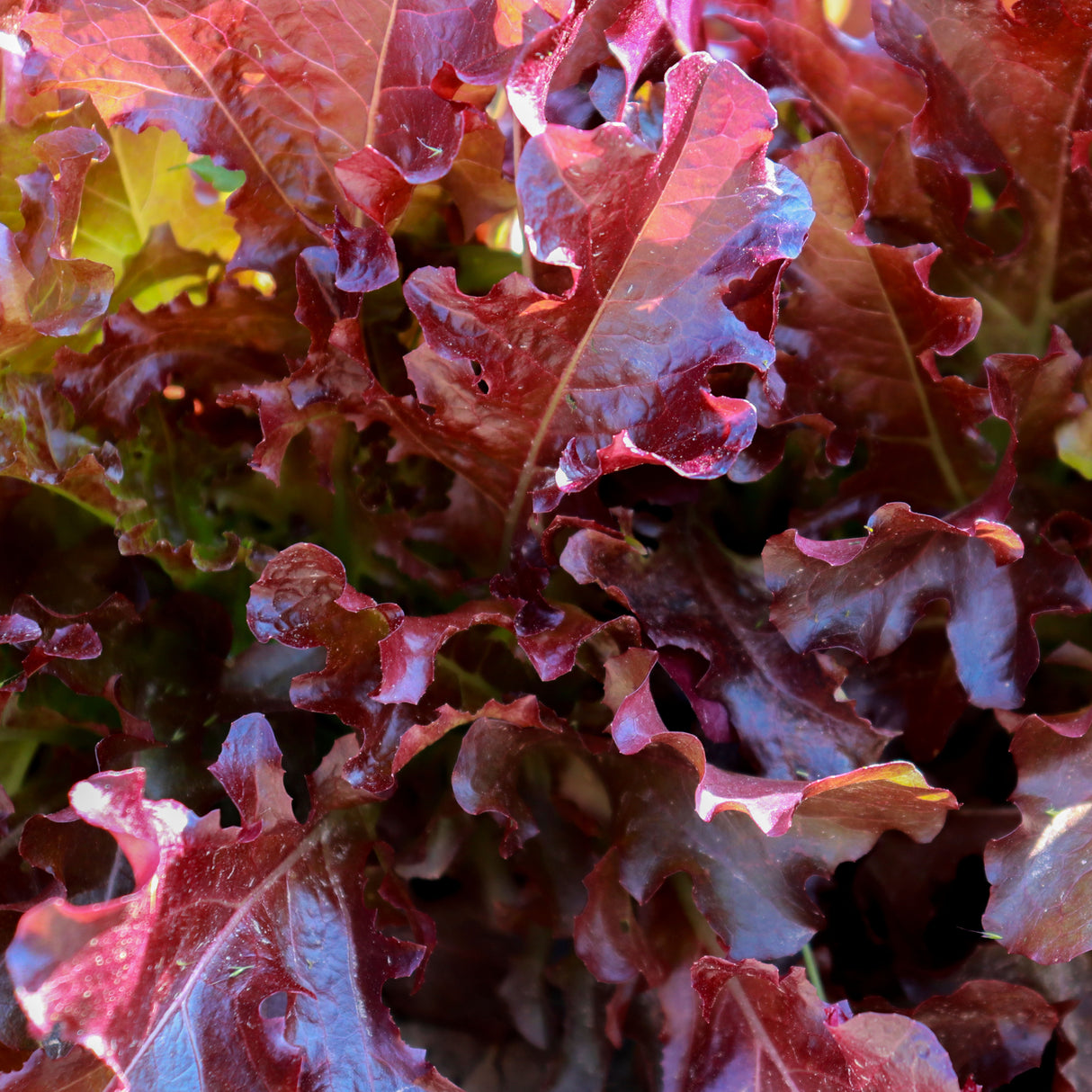 Lettuce 'Oakleaf Red'