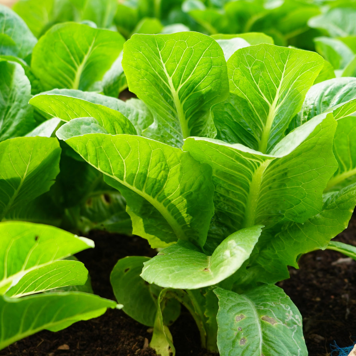 Lettuce 'Parris Island Cos'