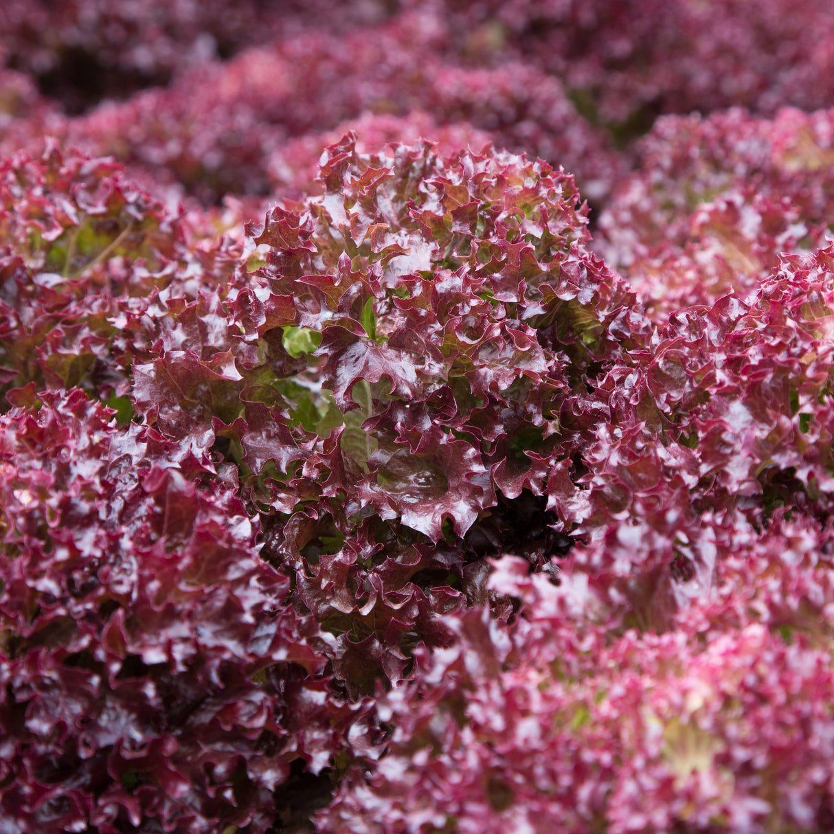 Lettuce 'Selway Red'