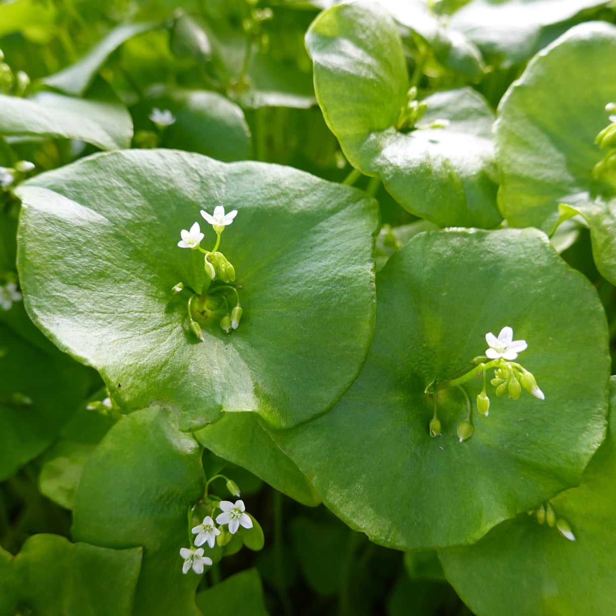 Miner's Lettuce