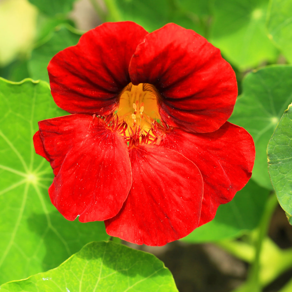 Nasturtium 'Empress Of India'