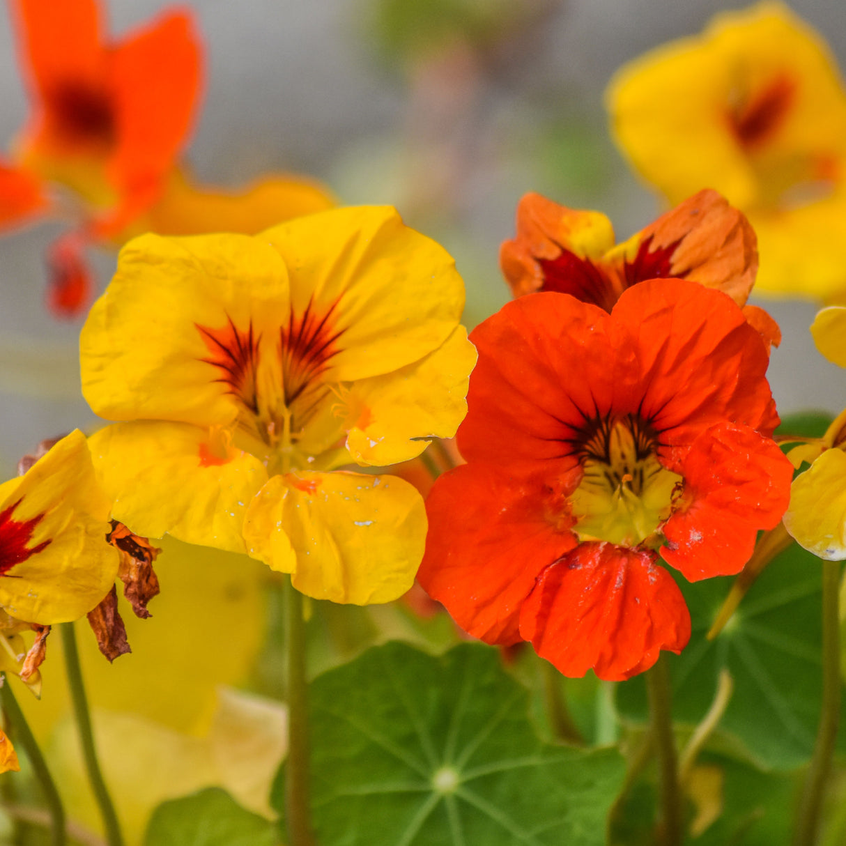 Nasturtium 'Jewel Mix Double'