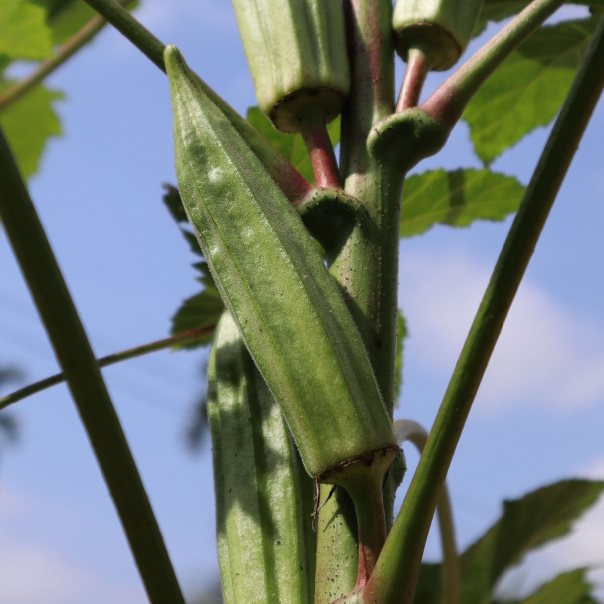 Okra 'Clemson Spineless'