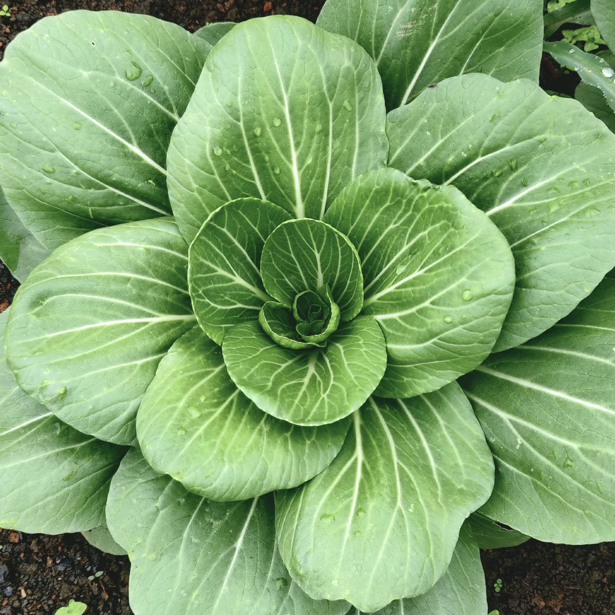 Cabbage Pak Choi 'White Stem'