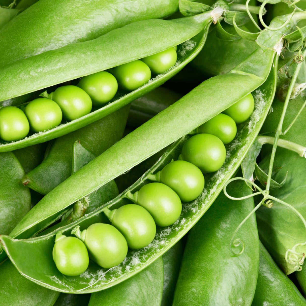 Pea Sugarsnap 'Sugar Bon'