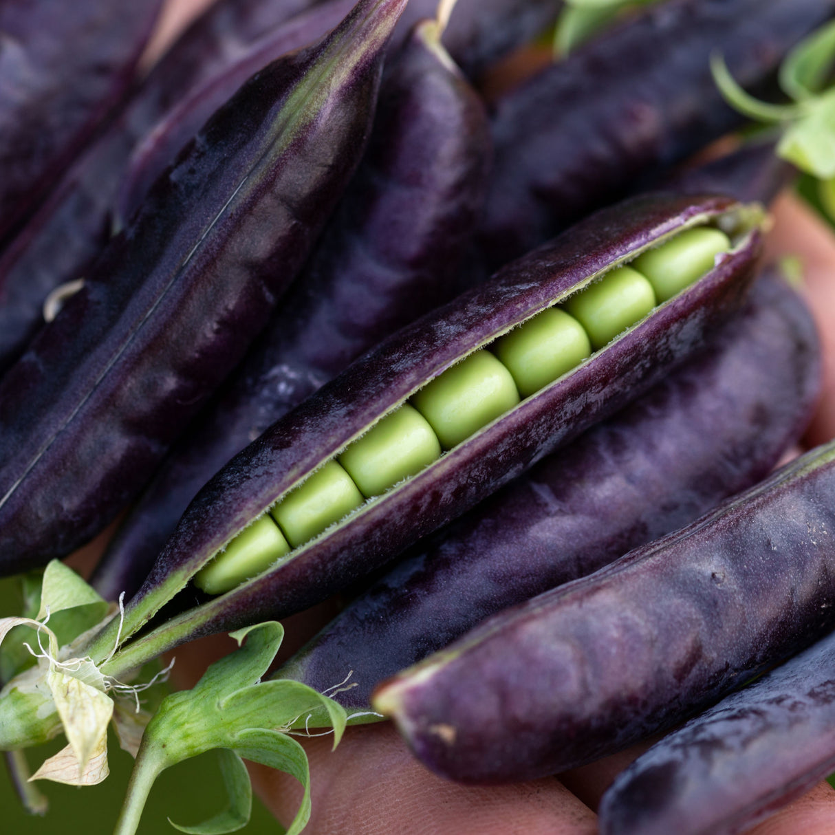 Pea 'Purple Podded'