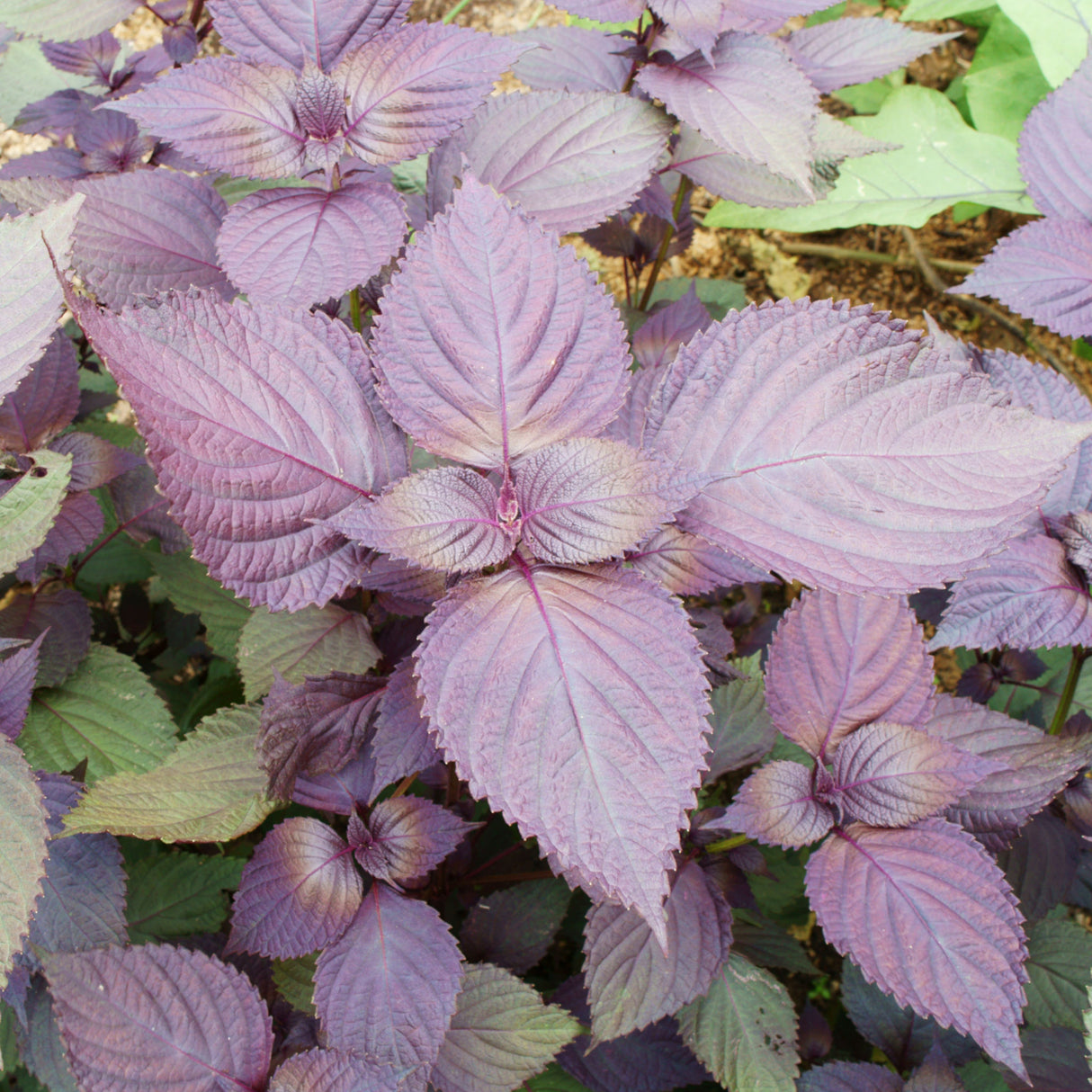 Perilla 'Red Shiso'