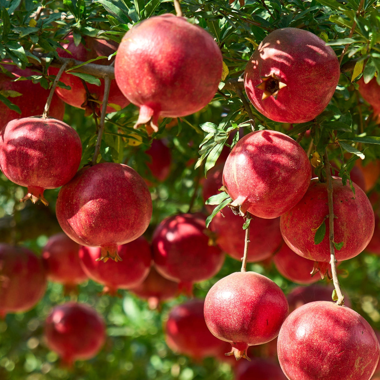 Pomegranate