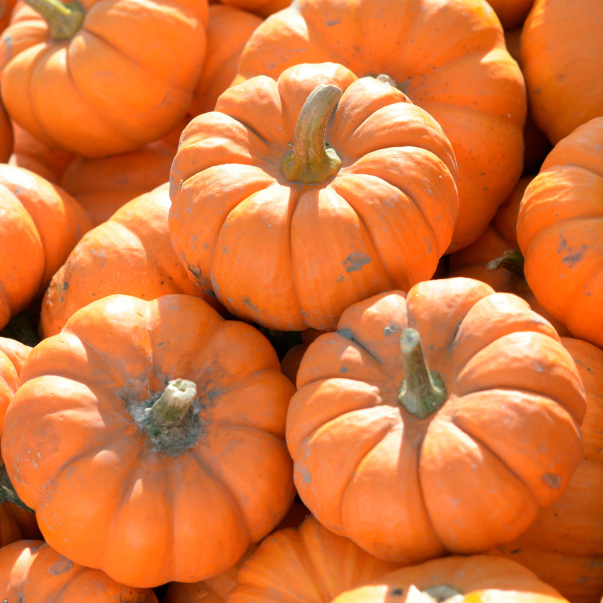 Pumpkin 'Jack Be Little'