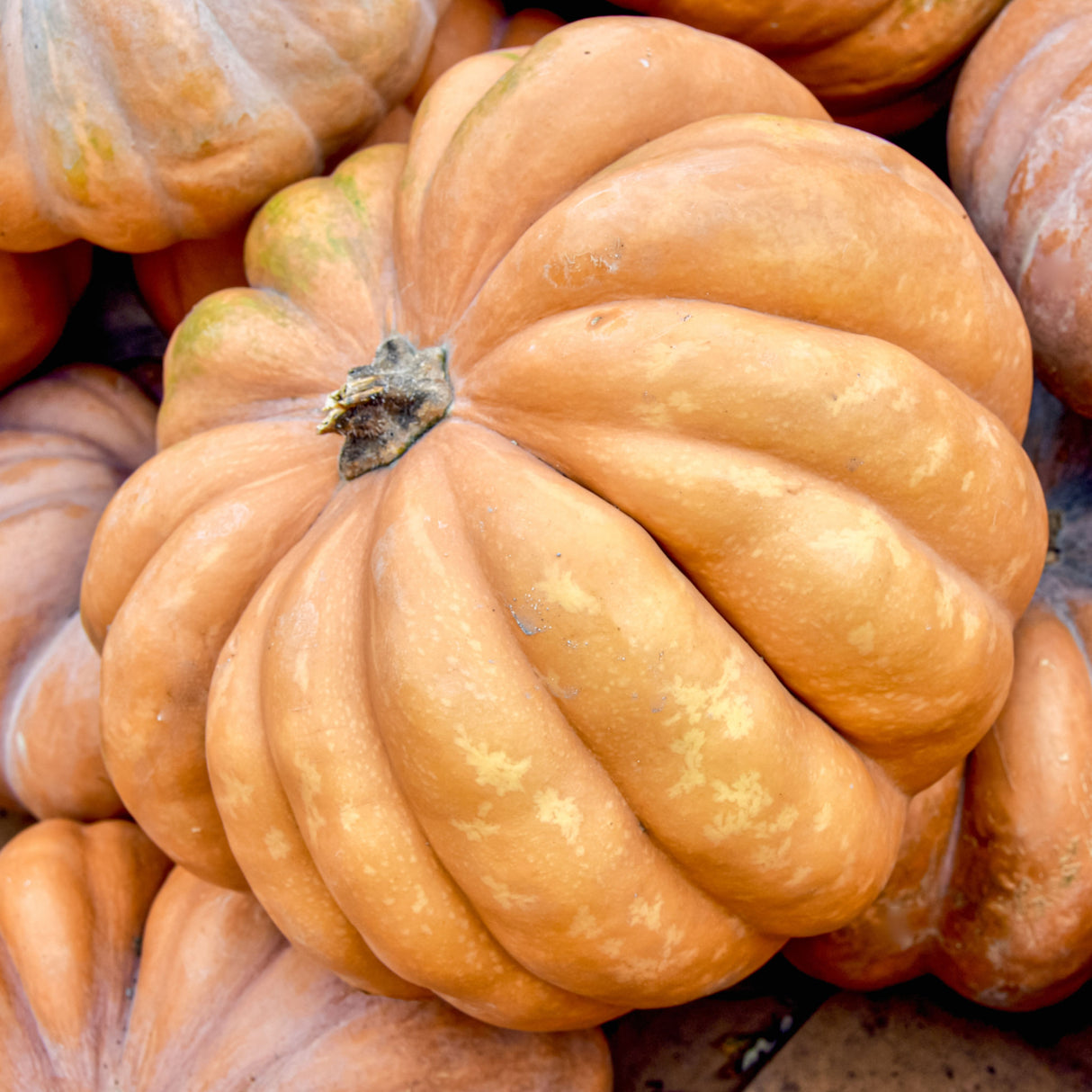 Pumpkin 'Long Island Cheese'