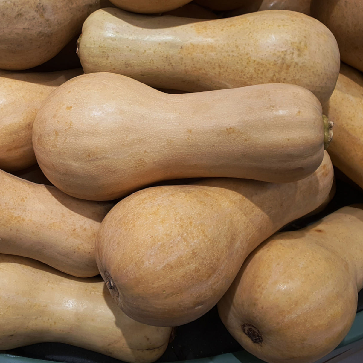 Pumpkin 'Waltham Butternut'