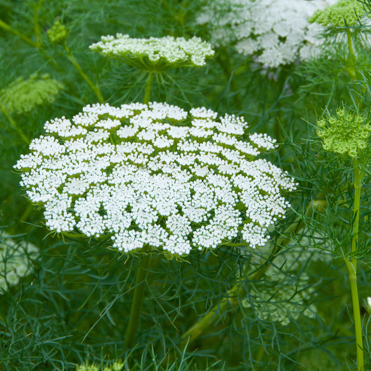 planting queen anne's lace seeds Queen Anne's Lace – Green Harvest