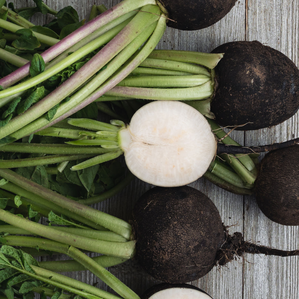 Radish 'Black Spanish'