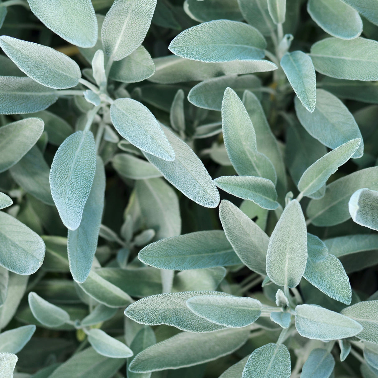 Sage 'Common'