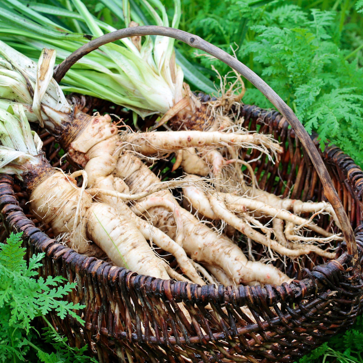 Salsify 'Mammoth Sandwich Island'