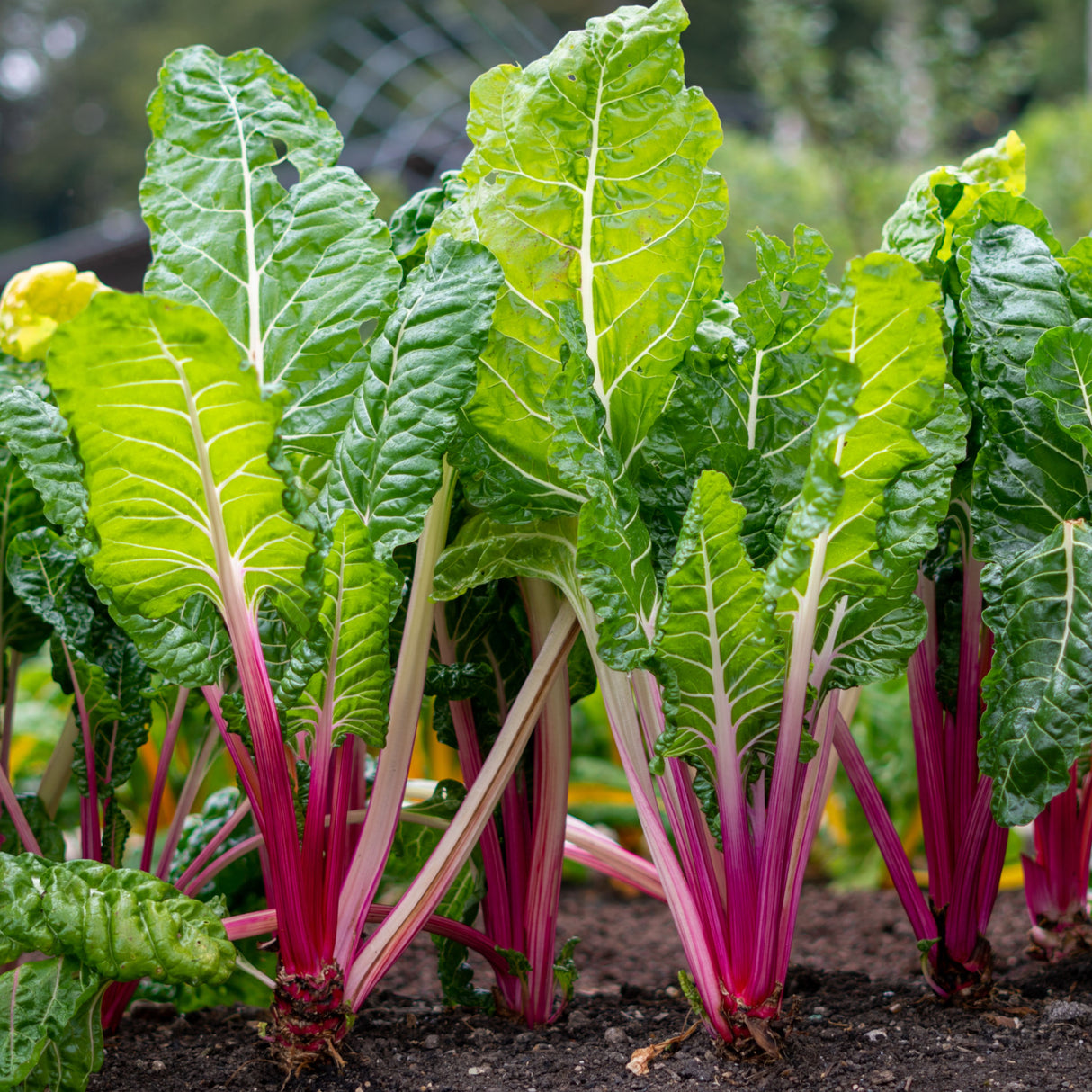 Silverbeet 'Magenta Sunset'