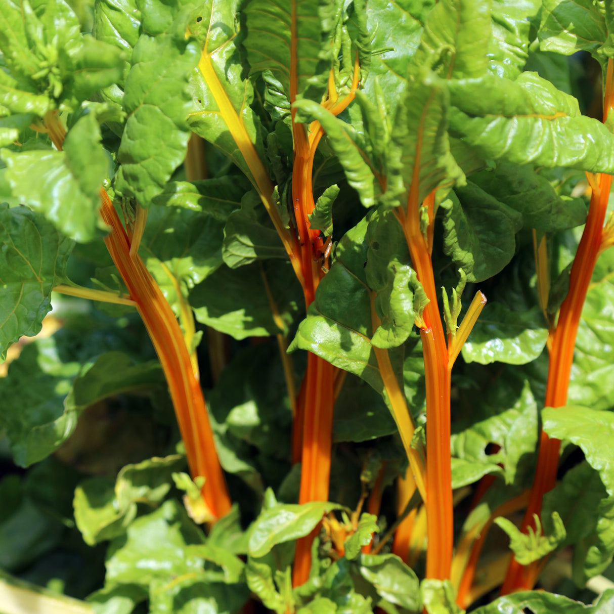 Silverbeet 'Orange Fantasia'
