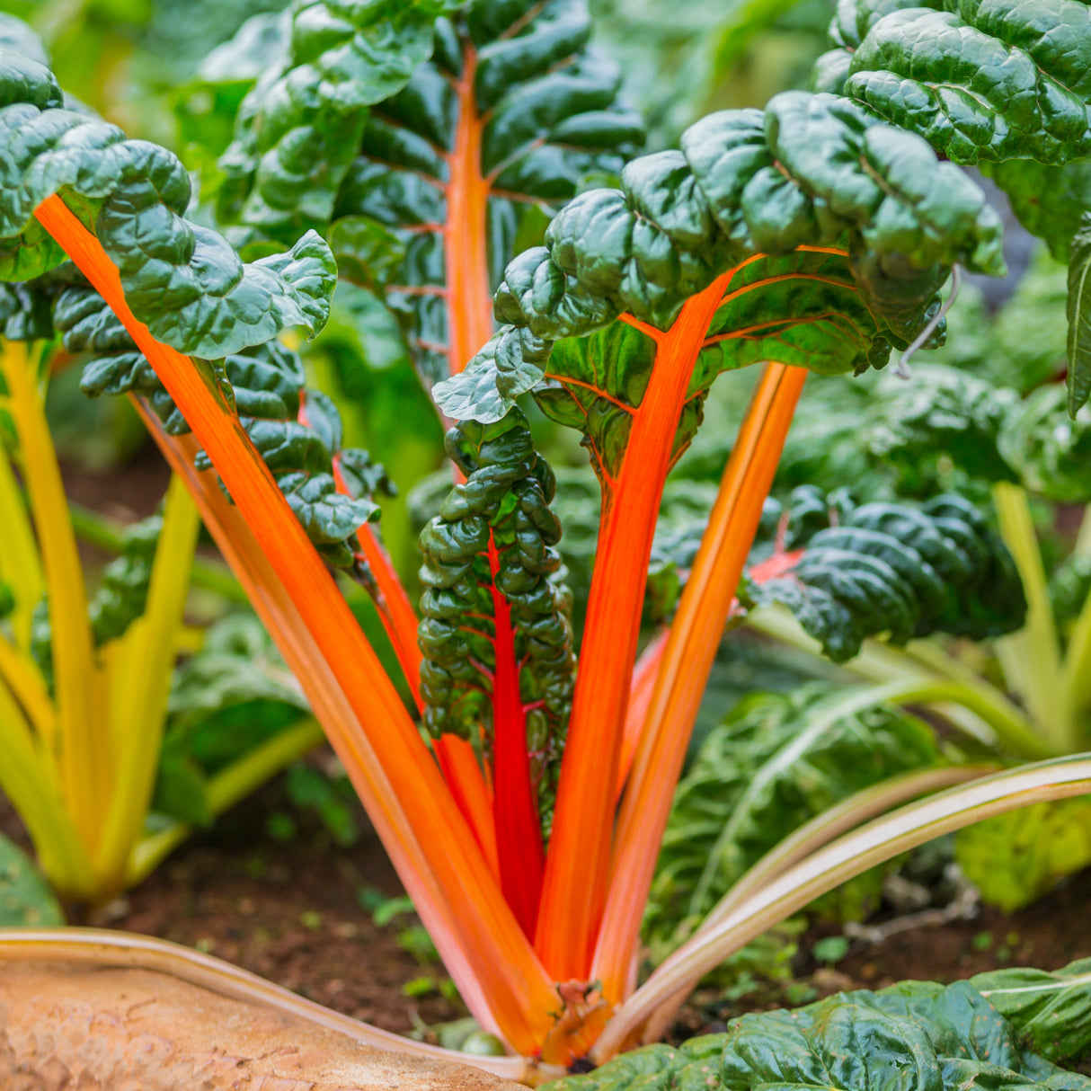 Silverbeet 'Orange Fantasia'