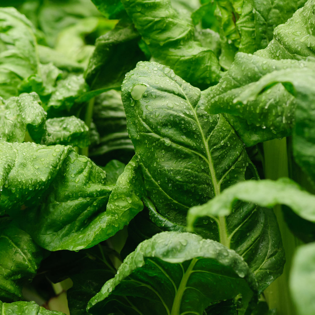 Silverbeet 'Perpetual'