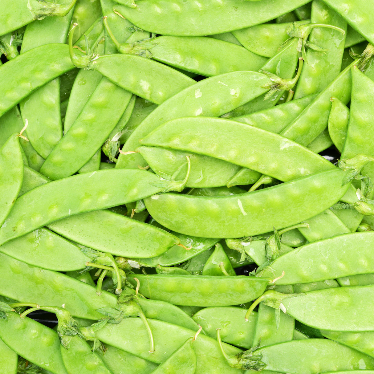 Snowpea 'Melting Mammoth'