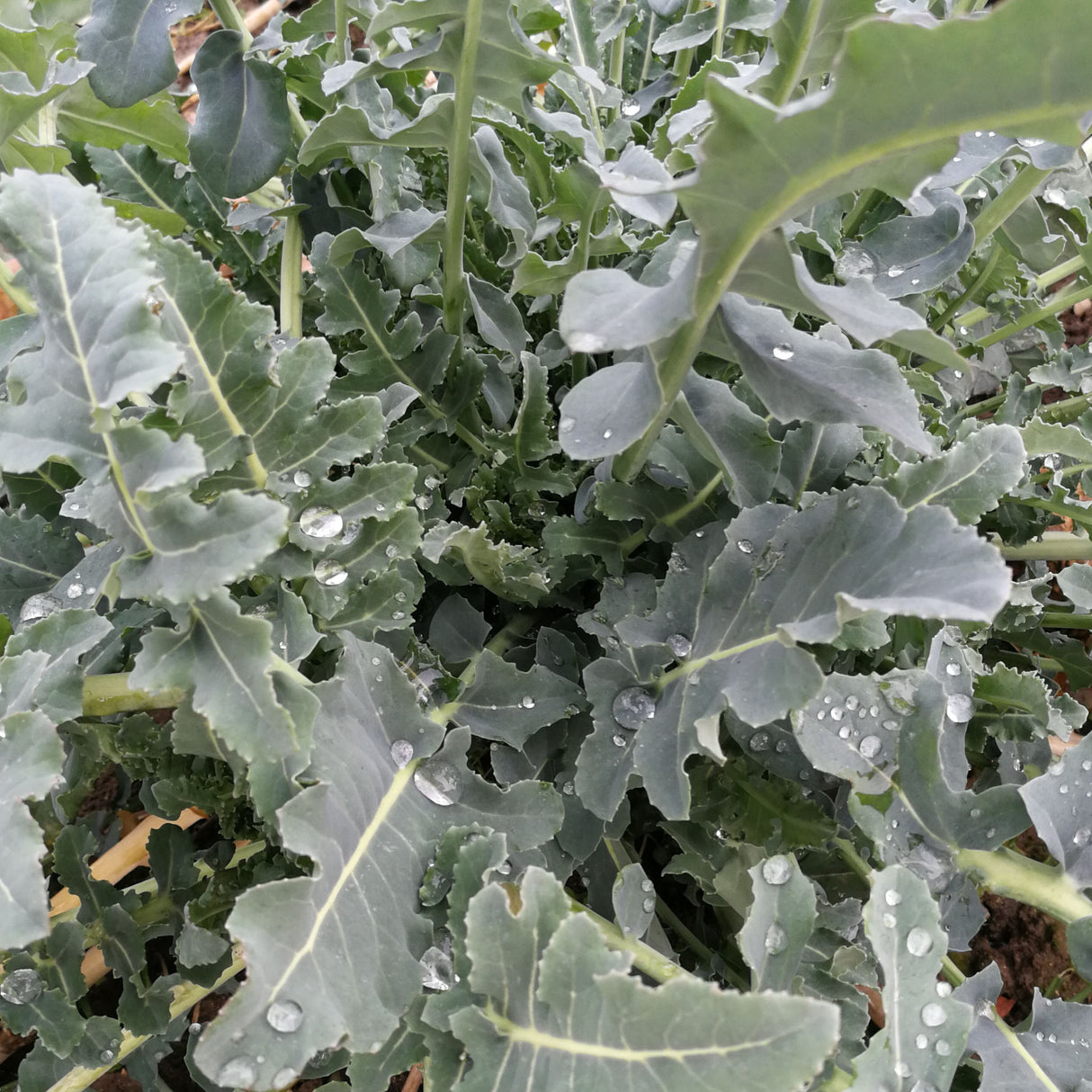 Spigariello Liscia 'Leaf Broccoli'