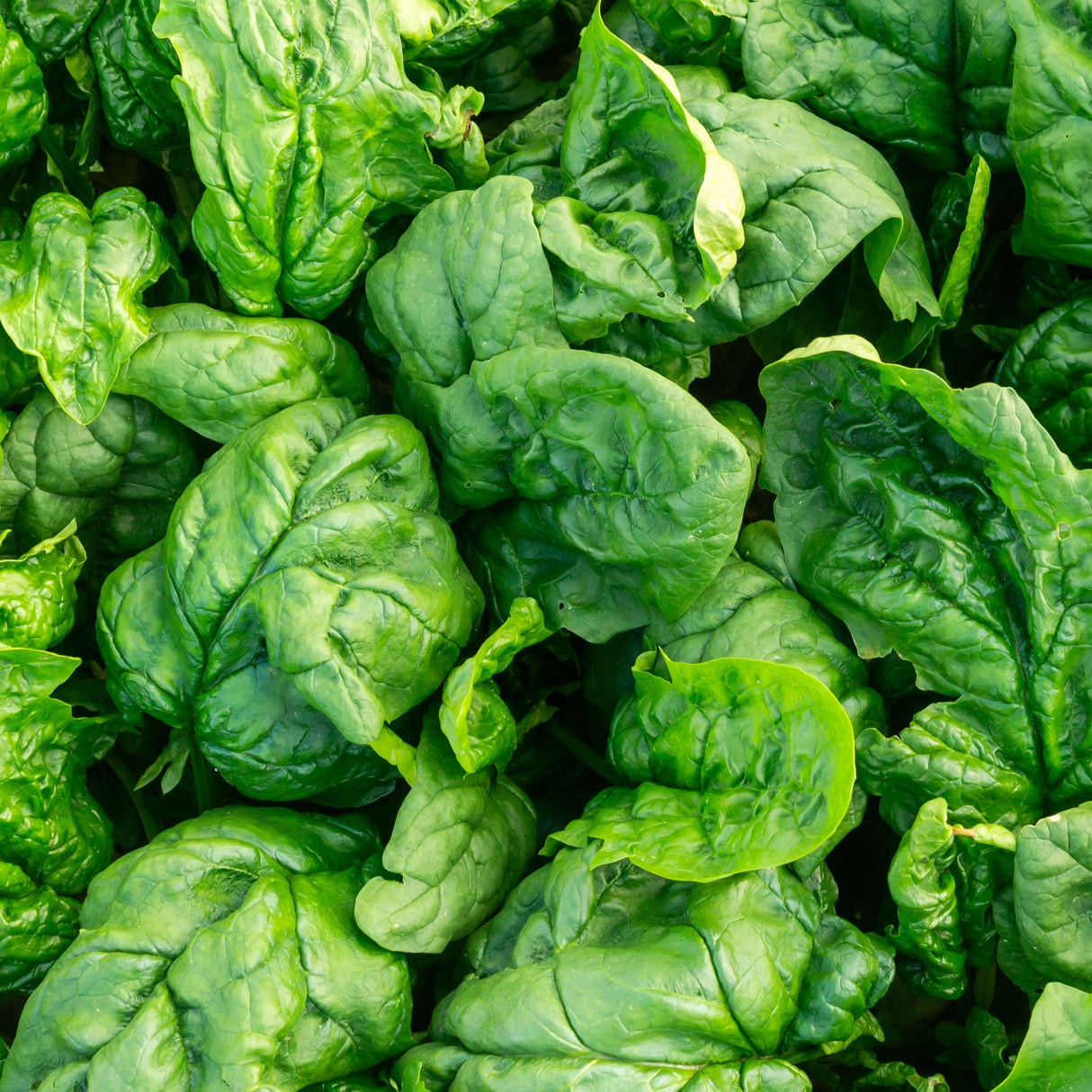 Spinach 'Bloomsdale Long Standing'