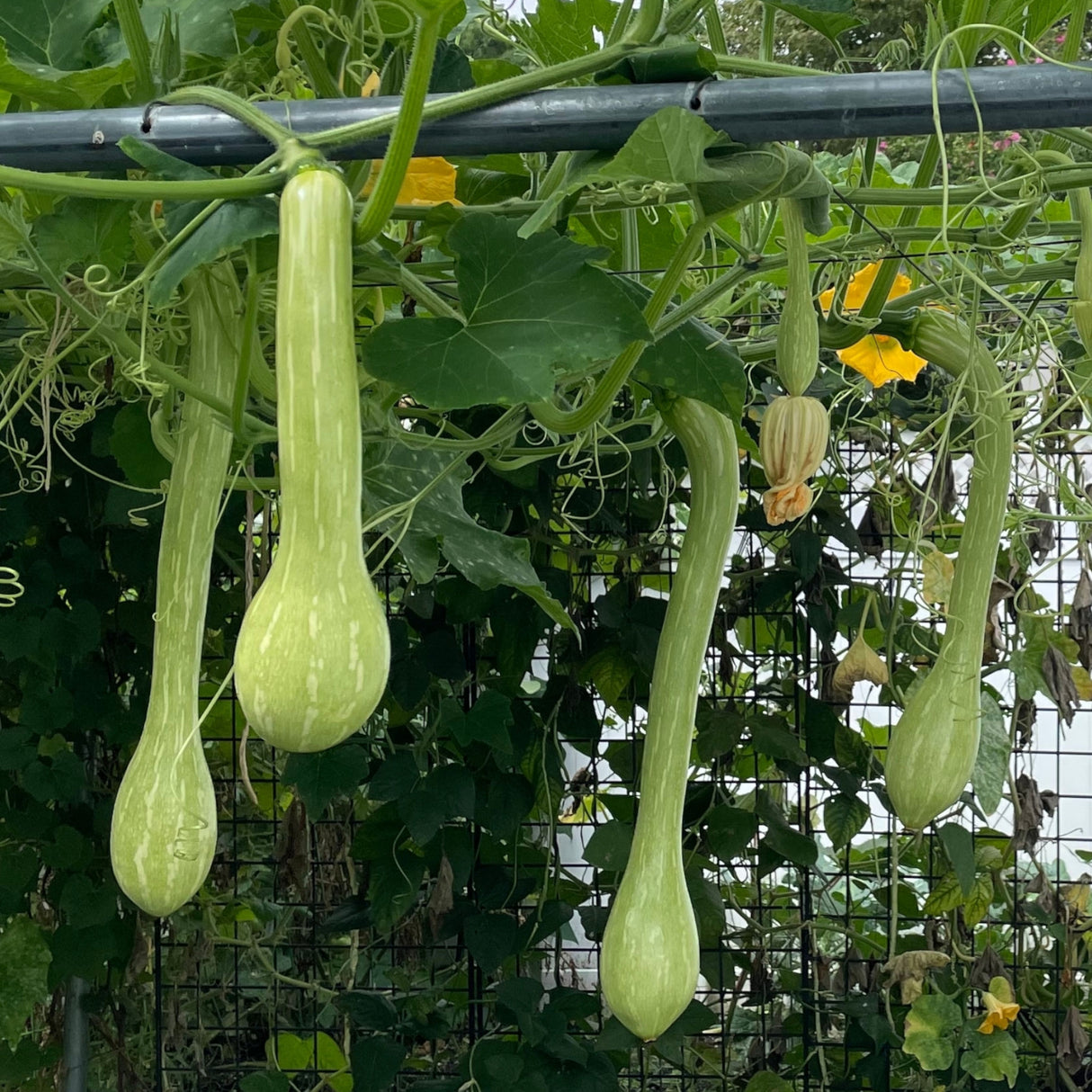 Zucchini 'Tromboncino'