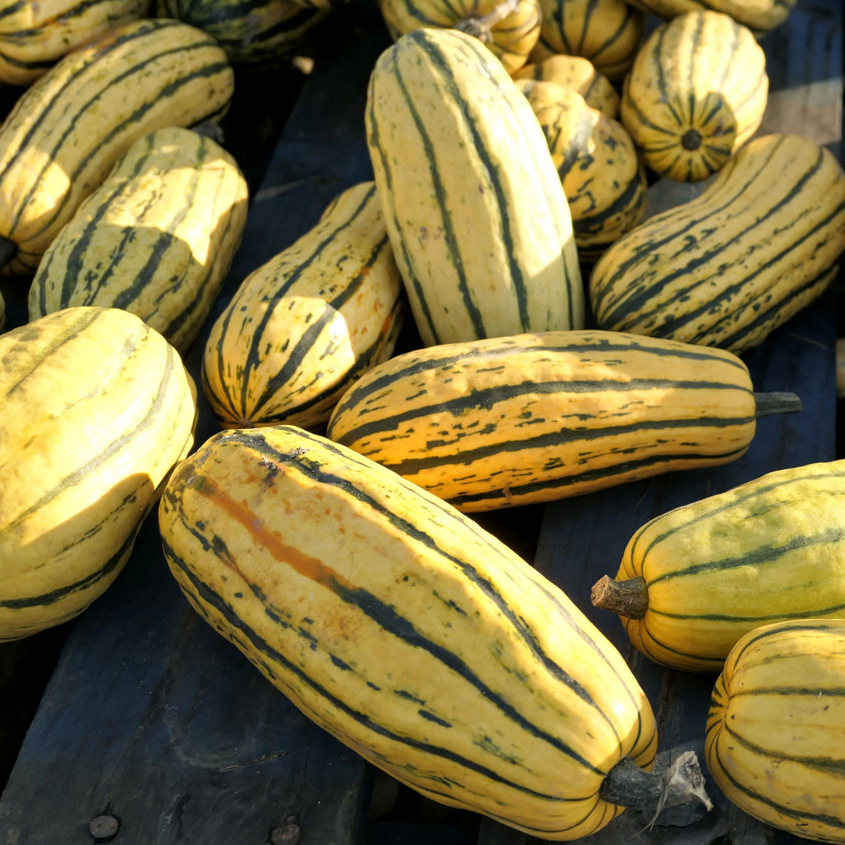 Squash 'Delicata'