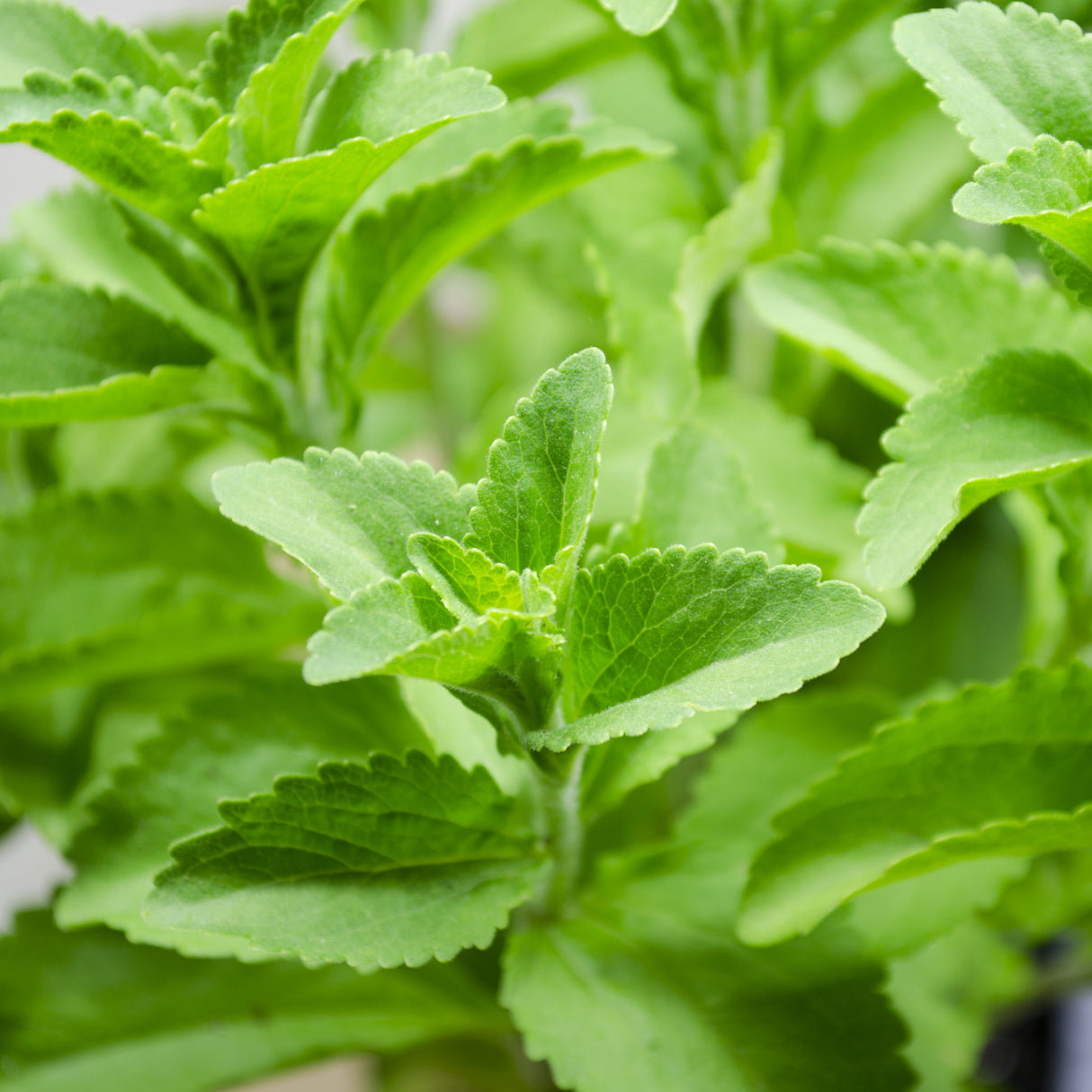 Stevia