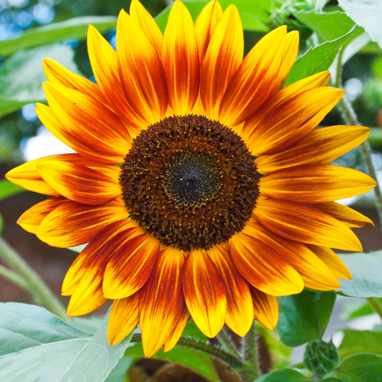 Sunflower 'Evening Sun'