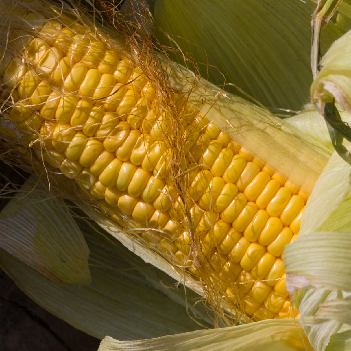 Sweet Corn 'Golden Bantam'
