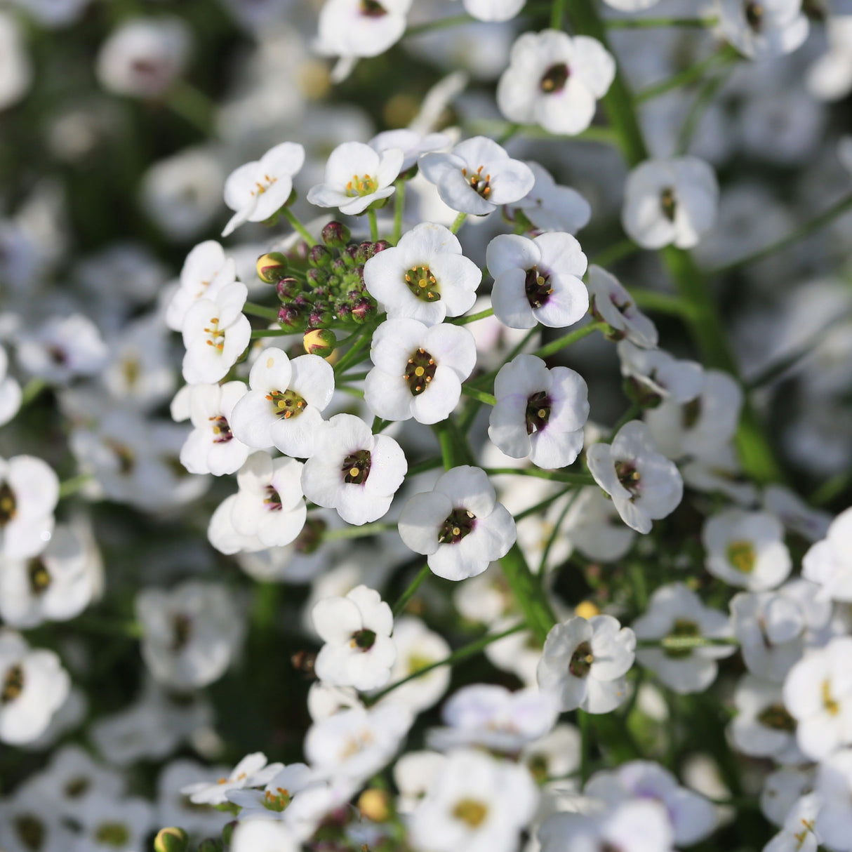 Sweet Alice 'Carpet Of Snow'