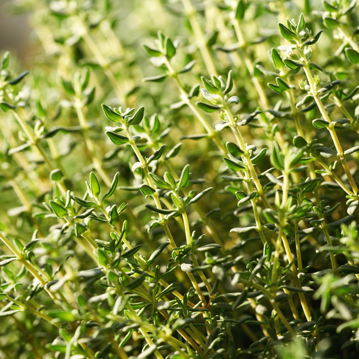 Thyme 'Common'
