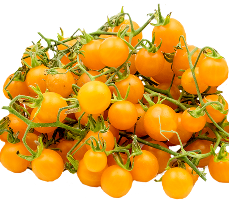 Tomato 'Cherry Yellow Currant'