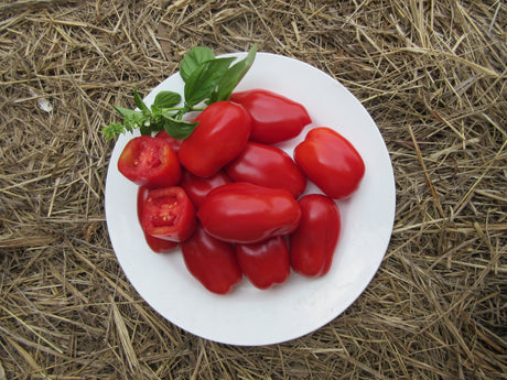 Tomato 'San Marzano'