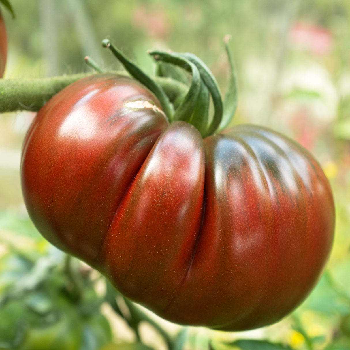 Tomato 'Black Russian'