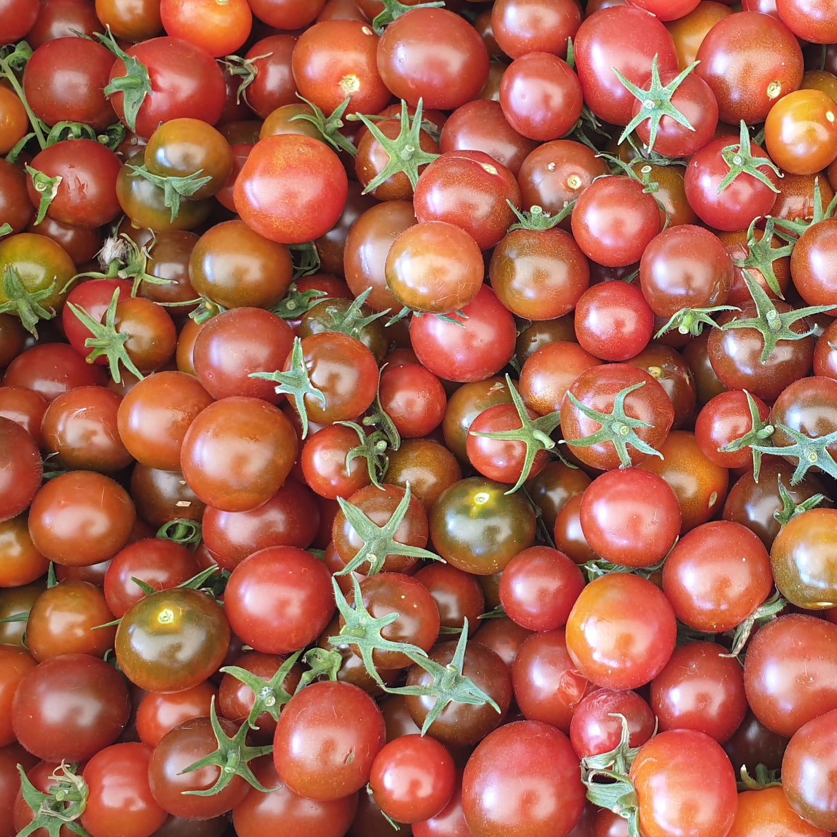 Tomato 'Cherry Brown Berry'
