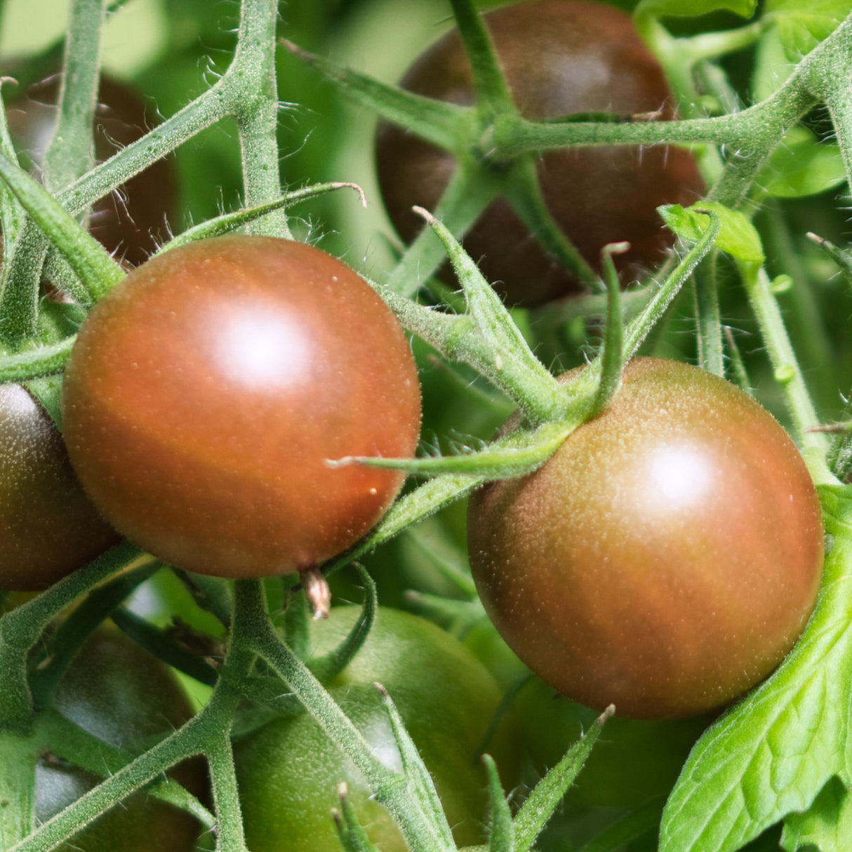 Tomato 'Cherry Brown Berry'