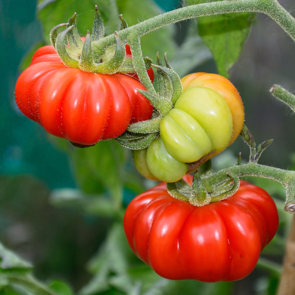 Tomato 'Costoluto Fiorentino'