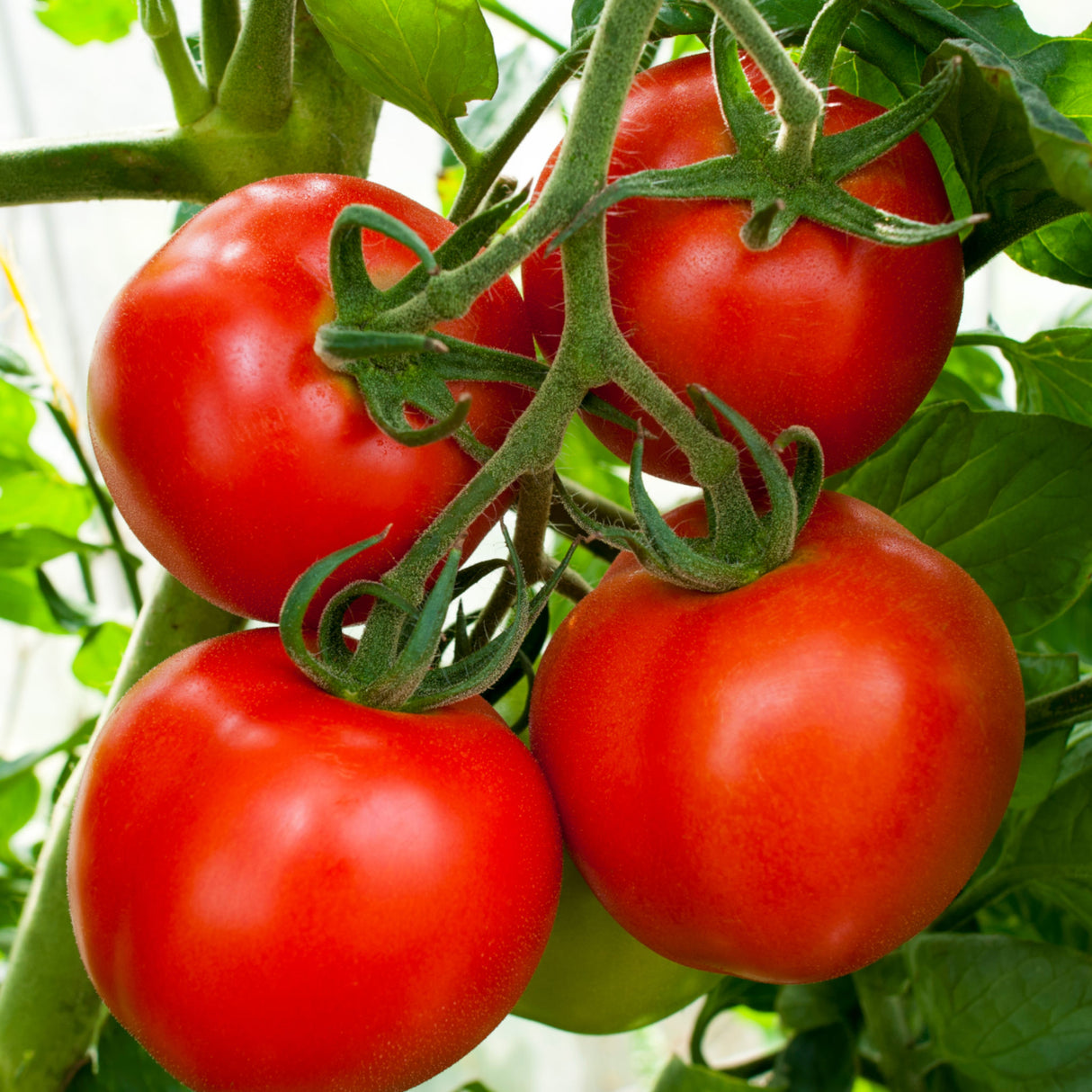 Tomato 'Florida Basket'