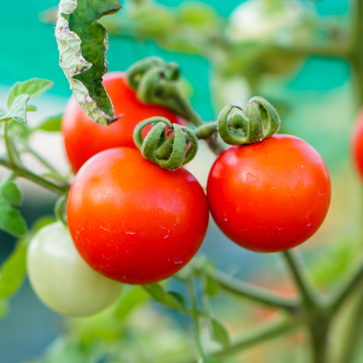 Tomato 'Riesentraube'