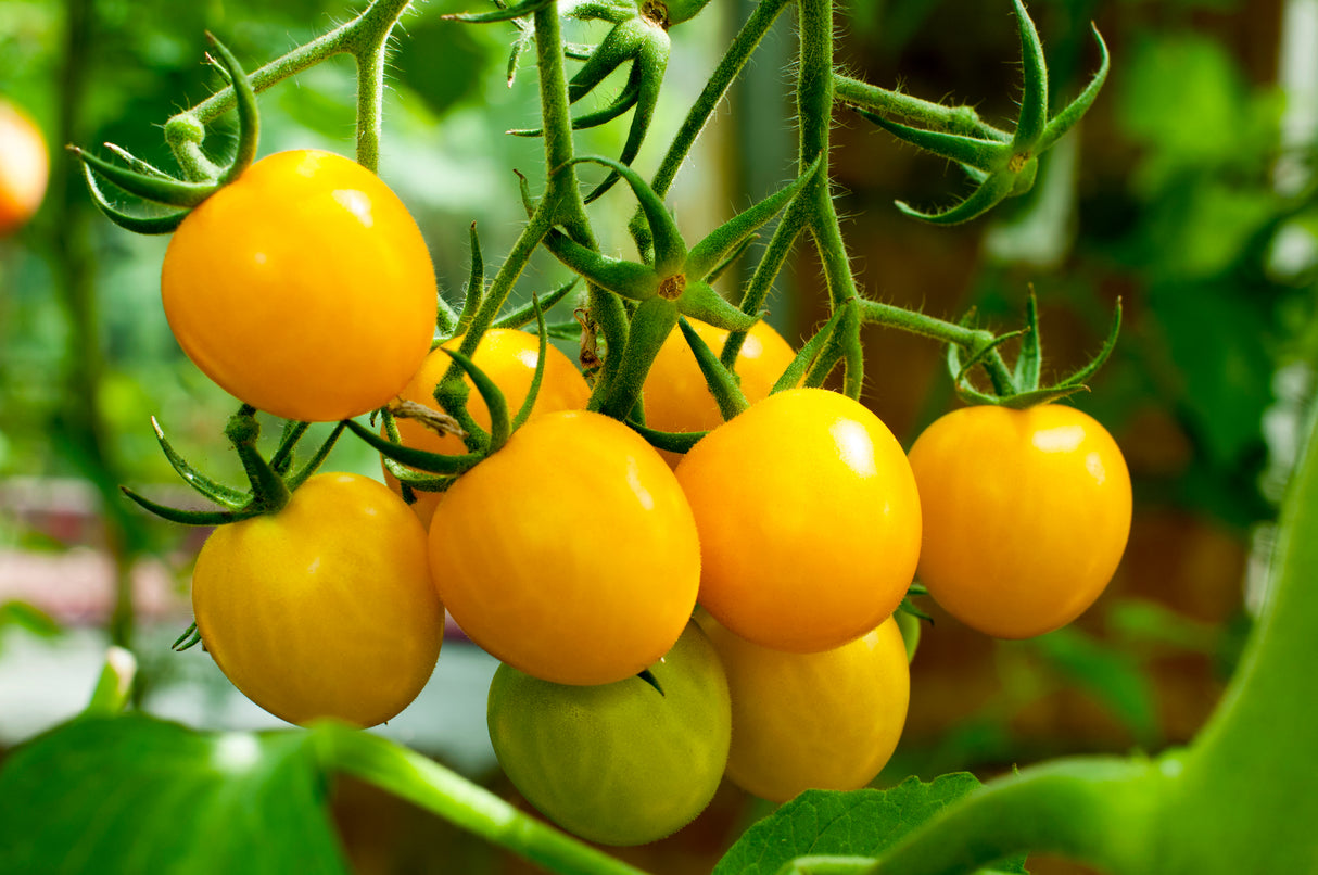 Tomato 'Yellow Perfection'