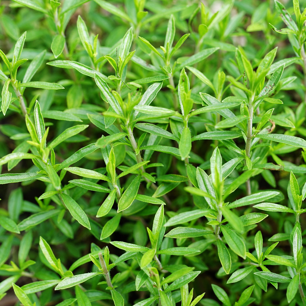 Winter Savory