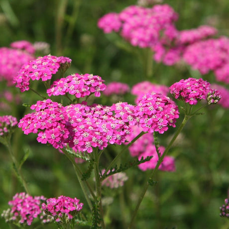 Yarrow - Red 'Cerise Queen'