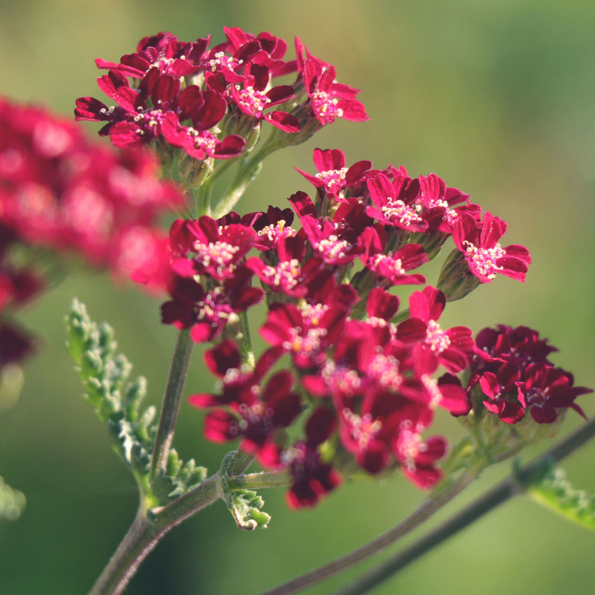 Yarrow - Red 'Cerise Queen'