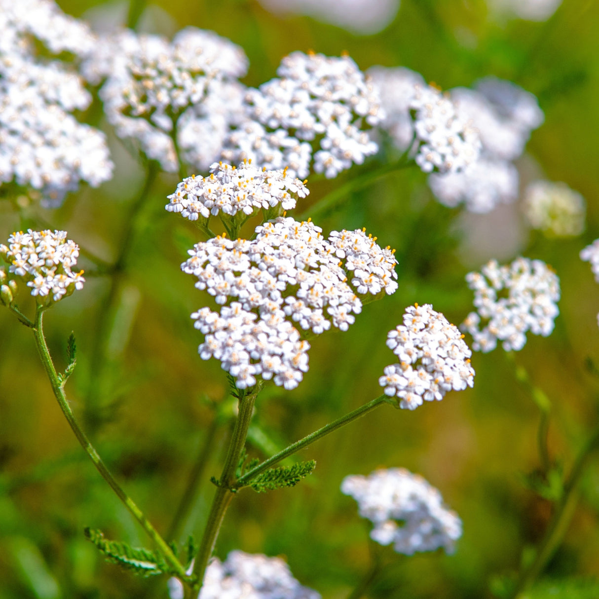 Yarrow - White