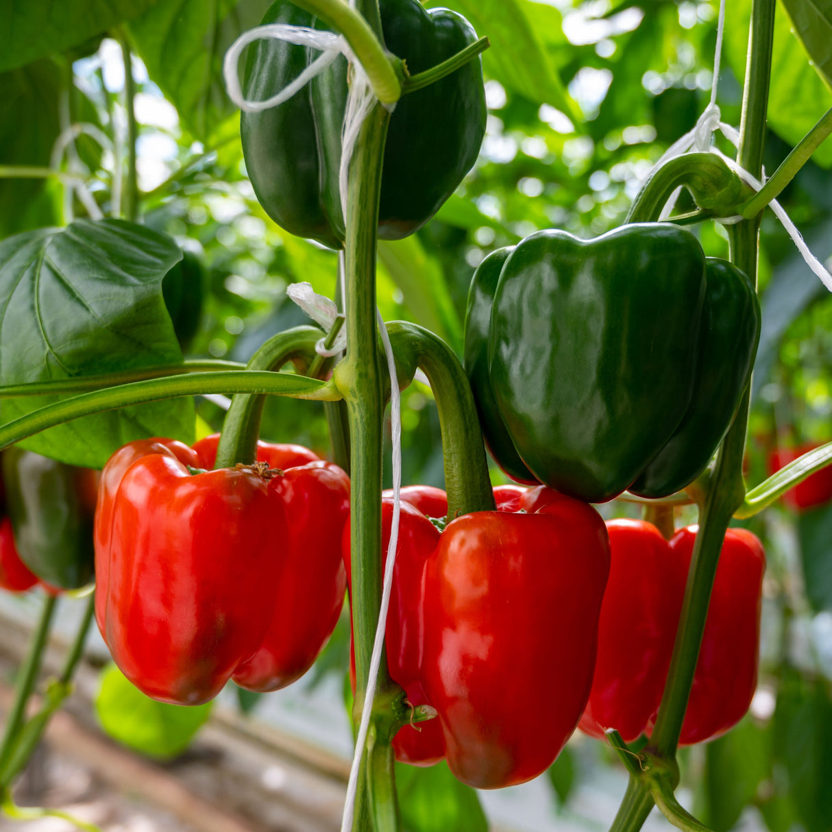 Capsicum 'Yolo Wonder'